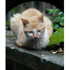Польский бінокль Polcraft 10-30×60 Zoom