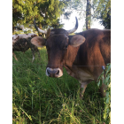 Електропастух AGRI-1000 Електропастух AGRI-1000